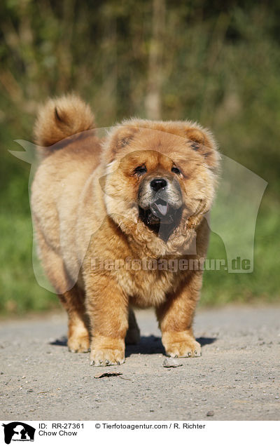 Chow Chow / Chow Chow / RR-27361