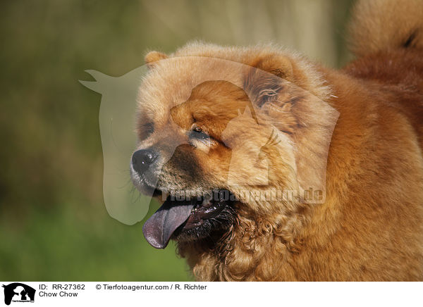 Chow Chow / Chow Chow / RR-27362