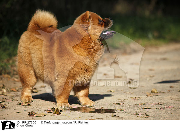 Chow Chow / Chow Chow / RR-27366