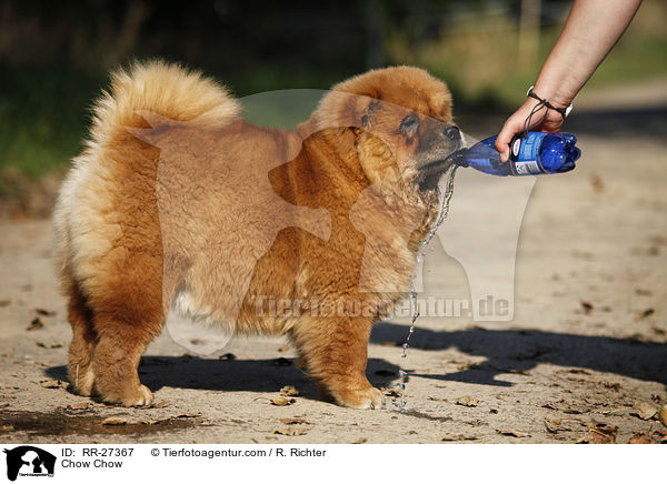 Chow Chow / Chow Chow / RR-27367