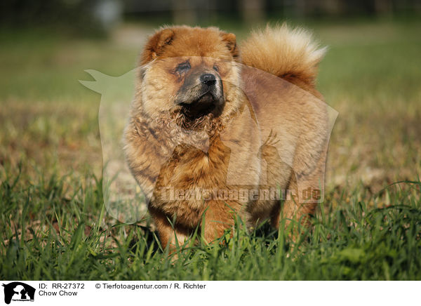 Chow Chow / Chow Chow / RR-27372