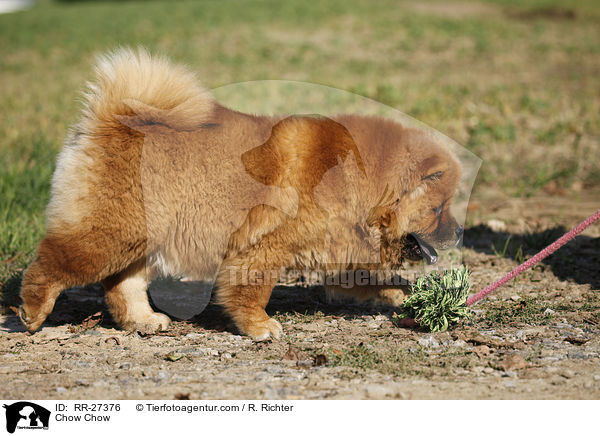 Chow Chow / Chow Chow / RR-27376