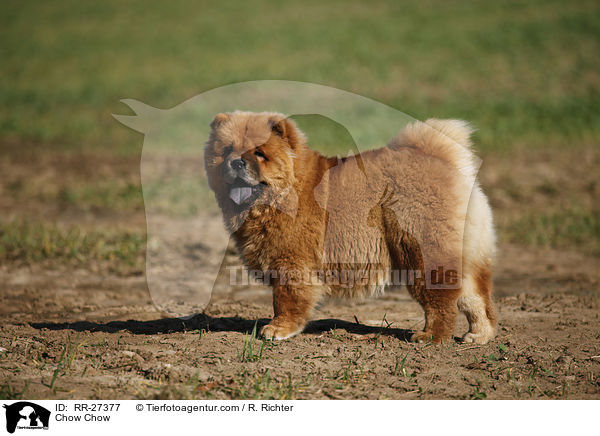 Chow Chow / Chow Chow / RR-27377