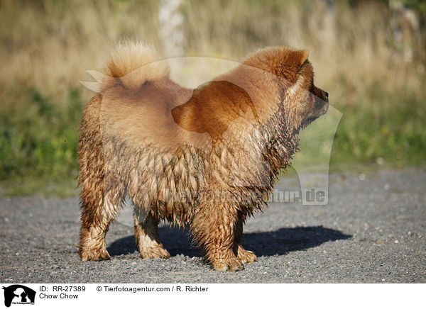 Chow Chow / Chow Chow / RR-27389