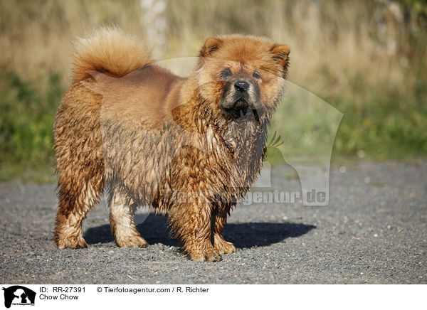 Chow Chow / Chow Chow / RR-27391