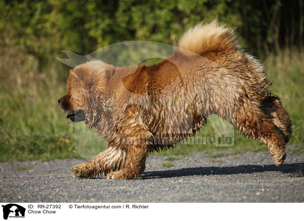 Chow Chow / RR-27392