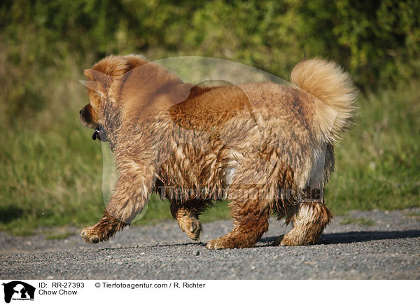 Chow Chow / Chow Chow / RR-27393