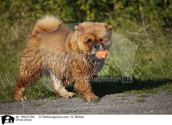 Chow Chow / Chow Chow / RR-27394