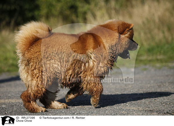 Chow Chow / Chow Chow / RR-27396