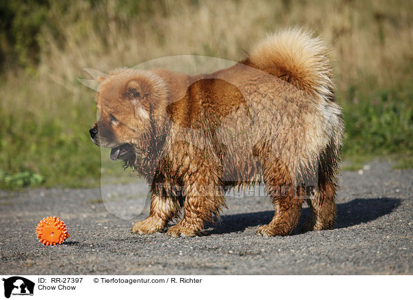 Chow Chow / Chow Chow / RR-27397