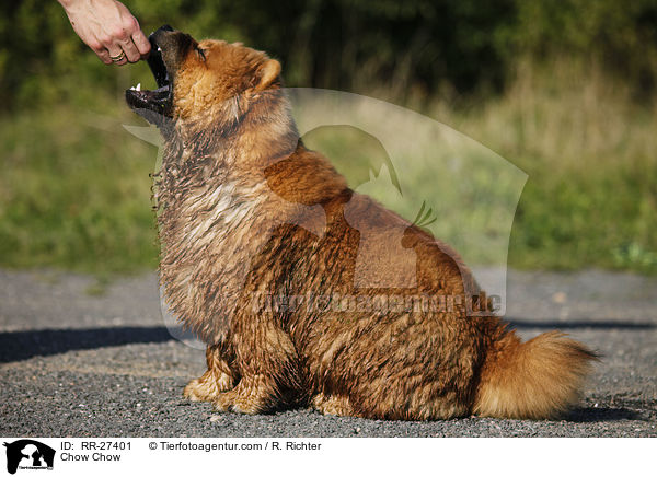 Chow Chow / Chow Chow / RR-27401
