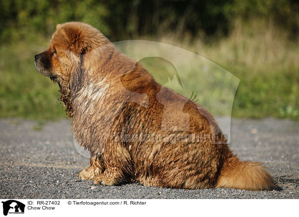 Chow Chow / Chow Chow / RR-27402