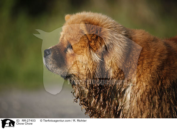 Chow Chow / Chow Chow / RR-27403