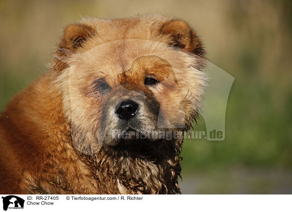 Chow Chow / Chow Chow / RR-27405