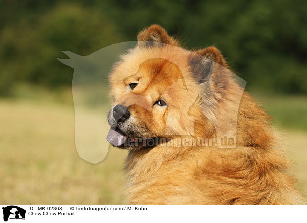 Chow-Chow Portrait / Chow Chow Portrait / MK-02368