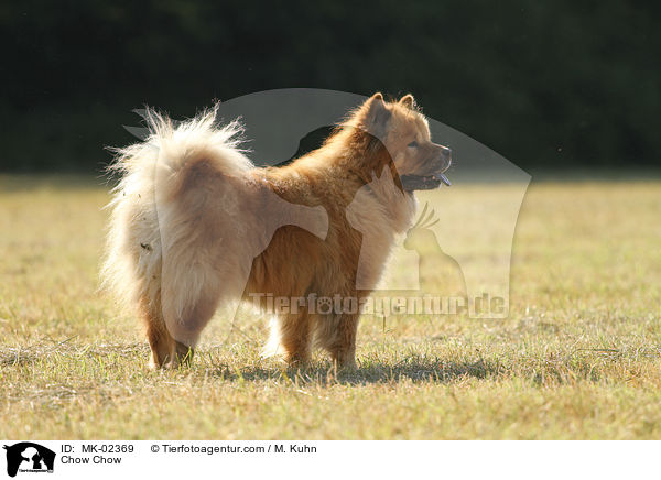 Chow-Chow / Chow Chow / MK-02369