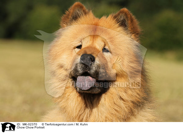 Chow-Chow Portrait / Chow Chow Portrait / MK-02370