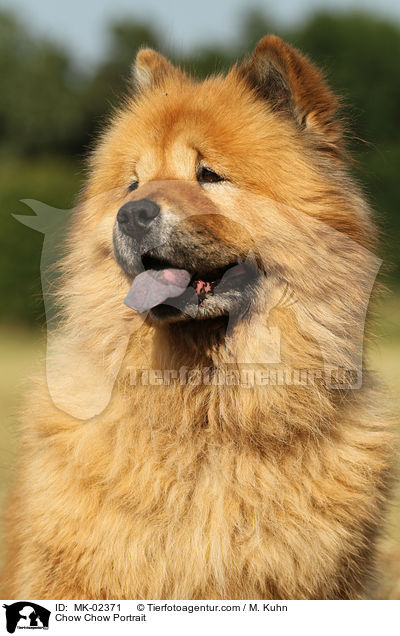 Chow-Chow Portrait / Chow Chow Portrait / MK-02371