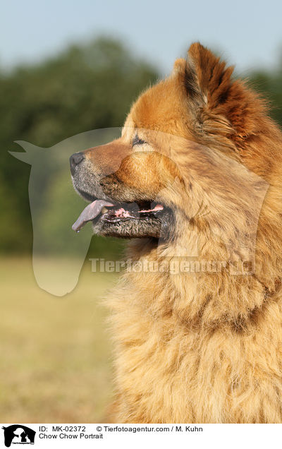 Chow-Chow Portrait / Chow Chow Portrait / MK-02372