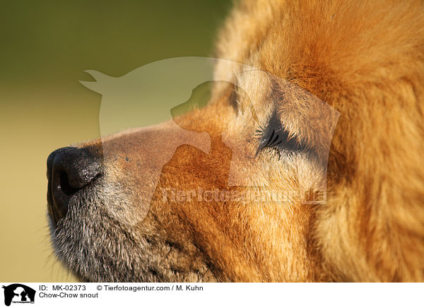 Chow-Chow Schnauze / Chow-Chow snout / MK-02373