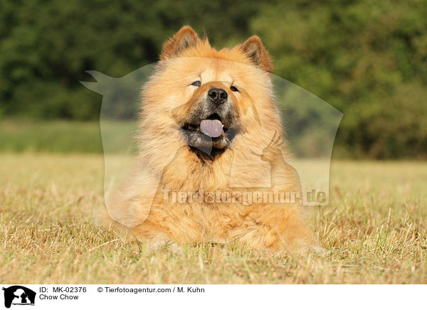 Chow-Chow / Chow Chow / MK-02376