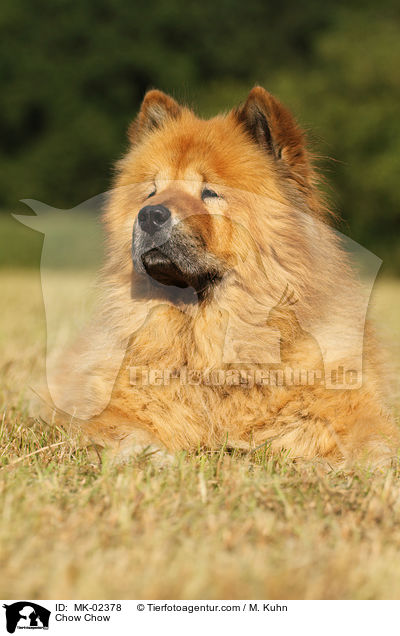 Chow-Chow / Chow Chow / MK-02378
