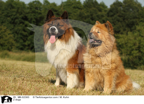 2 Hunde / MK-02383