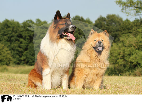 2 Hunde / MK-02385
