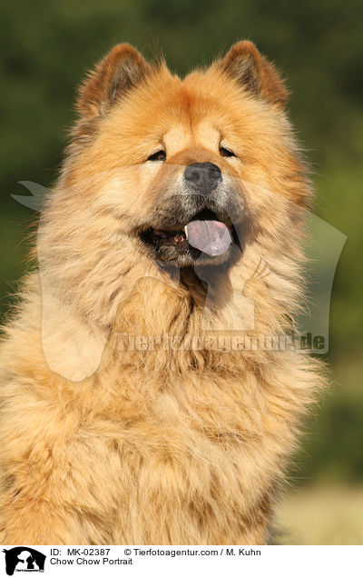 Chow-Chow Portrait / Chow Chow Portrait / MK-02387