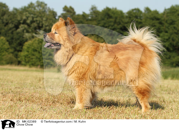 Chow-Chow / Chow Chow / MK-02389