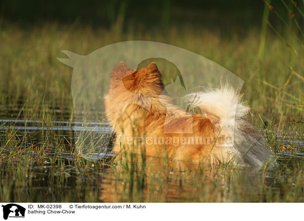 badender Chow-Chow / bathing Chow-Chow / MK-02398