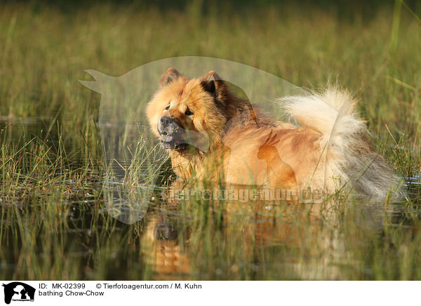badender Chow-Chow / bathing Chow-Chow / MK-02399