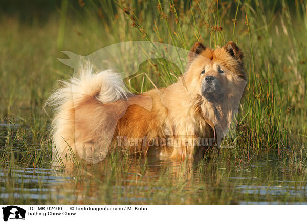 badender Chow-Chow / bathing Chow-Chow / MK-02400