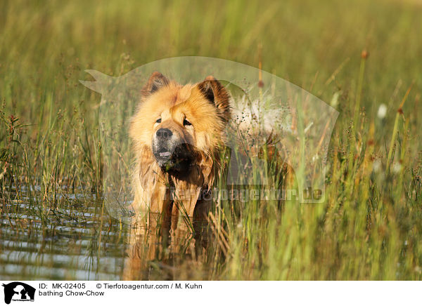 badender Chow-Chow / bathing Chow-Chow / MK-02405
