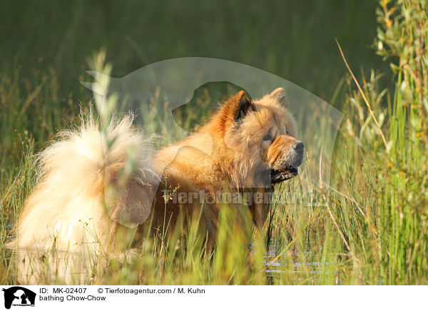 badender Chow-Chow / bathing Chow-Chow / MK-02407