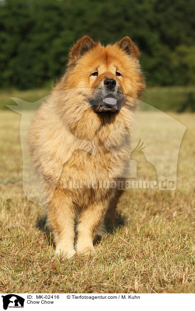 Chow-Chow / Chow Chow / MK-02416