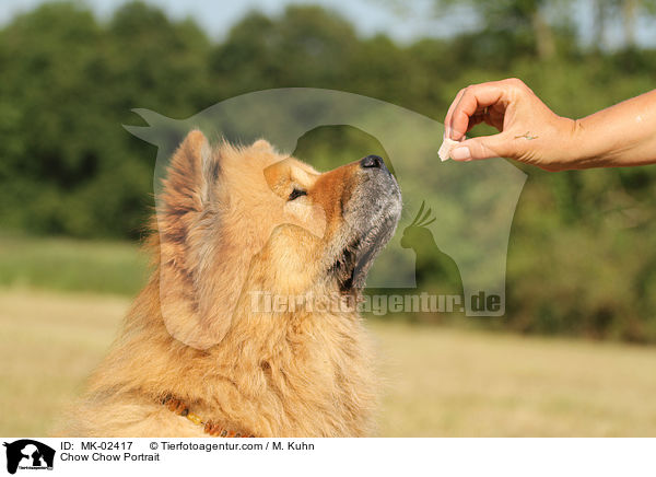 Chow-Chow Portrait / Chow Chow Portrait / MK-02417