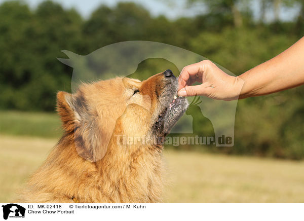 Chow-Chow Portrait / Chow Chow Portrait / MK-02418