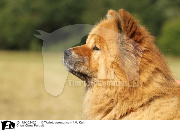 Chow-Chow Portrait / Chow Chow Portrait / MK-02420