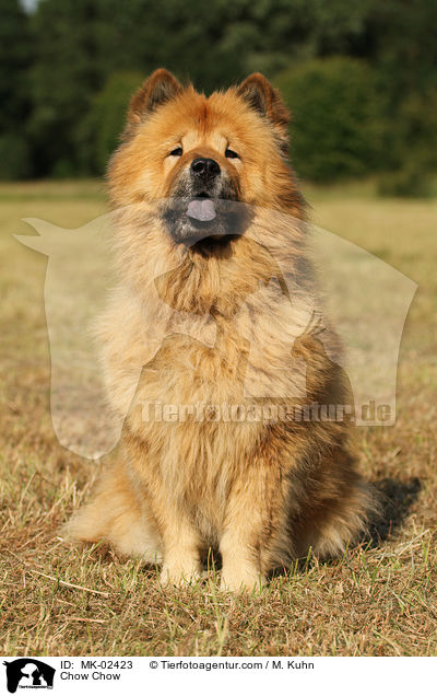 Chow Chow / Chow Chow / MK-02423