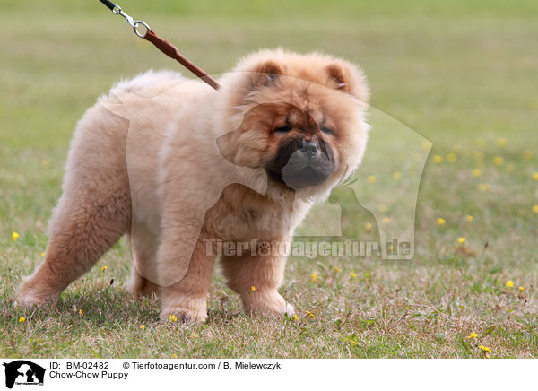 Chow-Chow Welpe / Chow-Chow Puppy / BM-02482