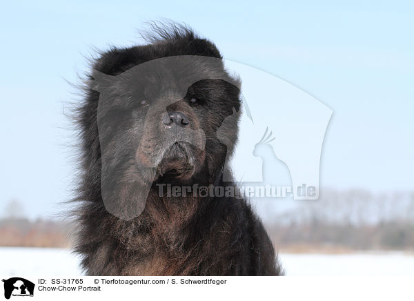 Chow-Chow Portrait / Chow-Chow Portrait / SS-31765
