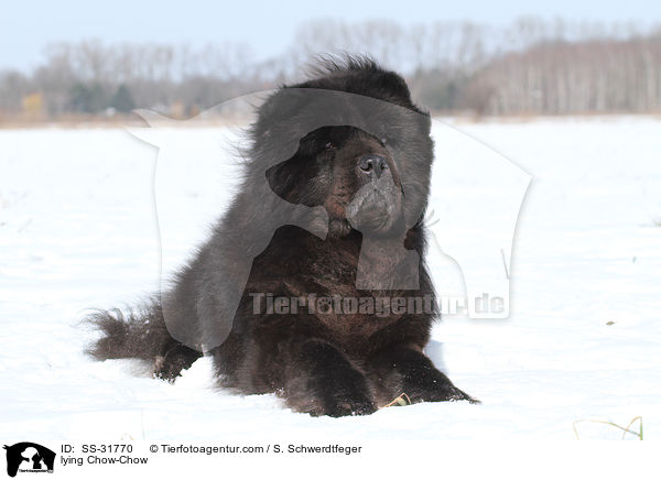 liegender Chow-Chow / lying Chow-Chow / SS-31770
