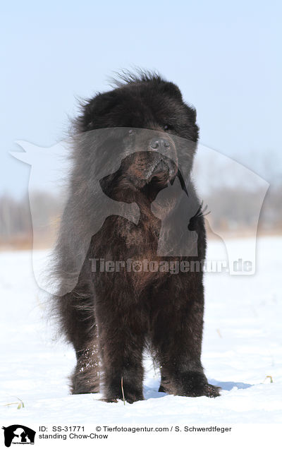 stehender Chow-Chow / standing Chow-Chow / SS-31771