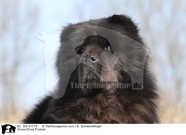 Chow-Chow Portrait / Chow-Chow Portrait / SS-31779