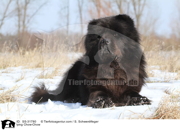 liegender Chow-Chow / lying Chow-Chow / SS-31780