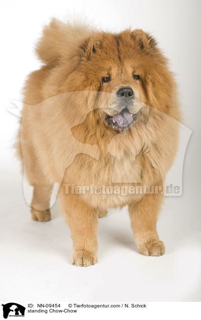 stehender Chow-Chow / standing Chow-Chow / NN-09454