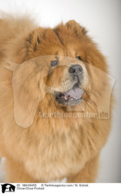 Chow-Chow Portrait / Chow-Chow Portrait / NN-09455