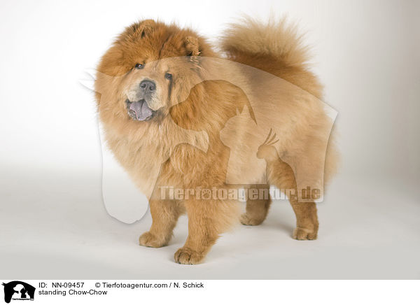 stehender Chow-Chow / standing Chow-Chow / NN-09457