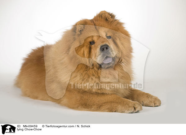 liegender Chow-Chow / lying Chow-Chow / NN-09459